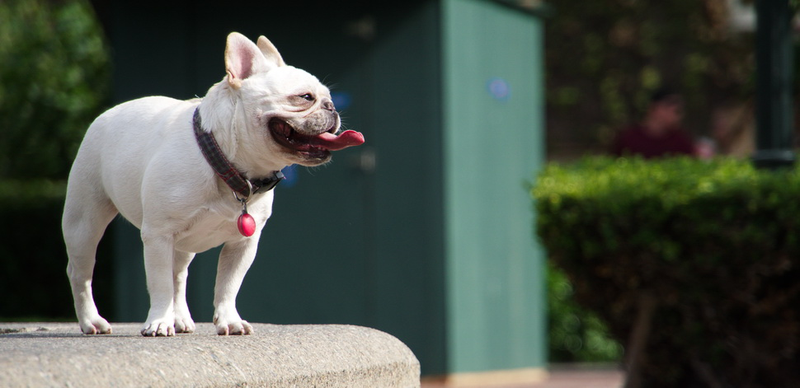 Illustration for article titled 39 *Scratchy Scratchy* Photos of Dogs